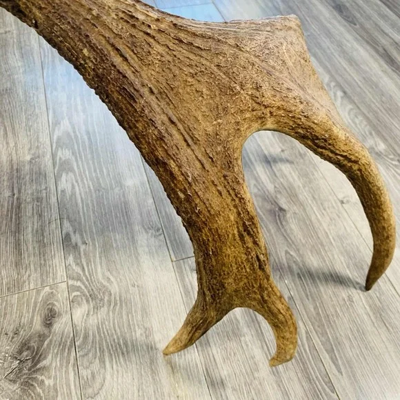 Naturally Shed Wild Moose Antler (Horn, Knife, Carving, Chew, Taxidermy) Full - Picture 11 of 16